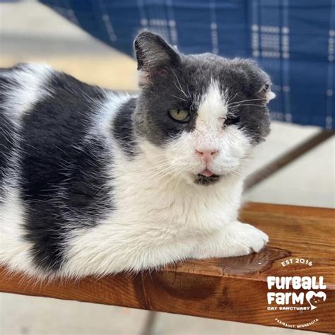 Furball farm - FurballFarmCatSanctuary (@furballfarmcatsanctuary) on TikTok | 13.3M Likes. 432.7K Followers. 501c3 nonprofit cage free cat sanctuary for feral cats🐾 📍Faribault, Minnesota.Watch the latest video from FurballFarmCatSanctuary (@furballfarmcatsanctuary). 